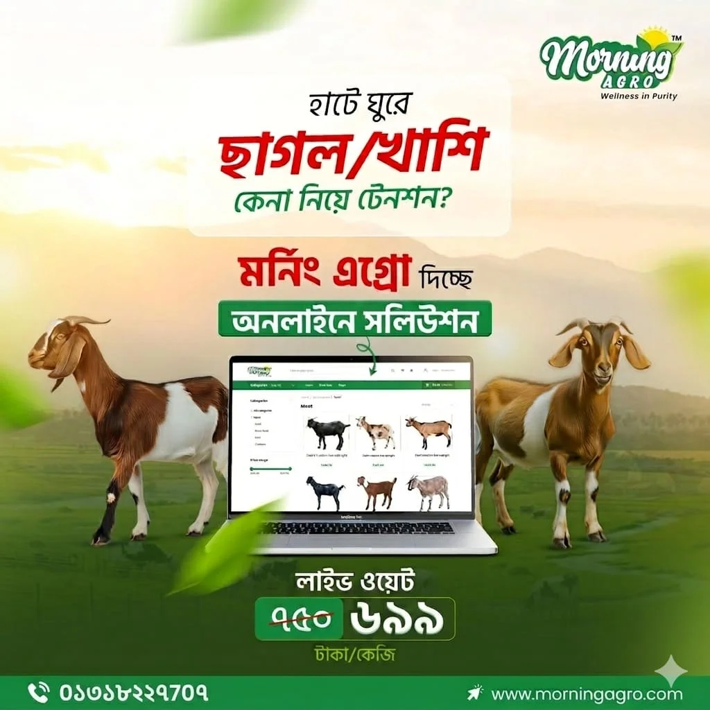 Live Khasi-জিবিত খাশী কোরবানী