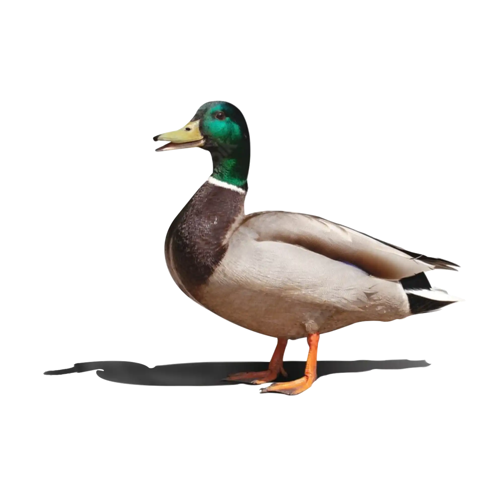 Desi Duck Full Processed ±50 gm